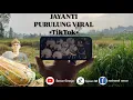 Lagu JAYANTI (PURULUNG) •Viral TikTok• || Sansan GN