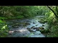 Download Lagu Sonidos de la naturaleza, Agua, Rio, Pájaros, Aves, Sonidos para relajarse. Sonidos para dormir