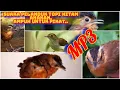 Download Lagu Suara pelanduk topi hitam anakan ribut mp3