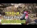 Download Lagu Terbaik Suara Pikat ayam hutan betina // pancingan ayam hutan jantan.