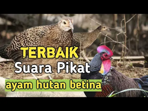 Download MP3 Terbaik Suara Pikat ayam hutan betina // pancingan ayam hutan jantan.