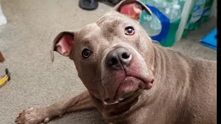 Zeusy The Talking Pitty is live 26