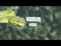 Neysa Blay - Veneno