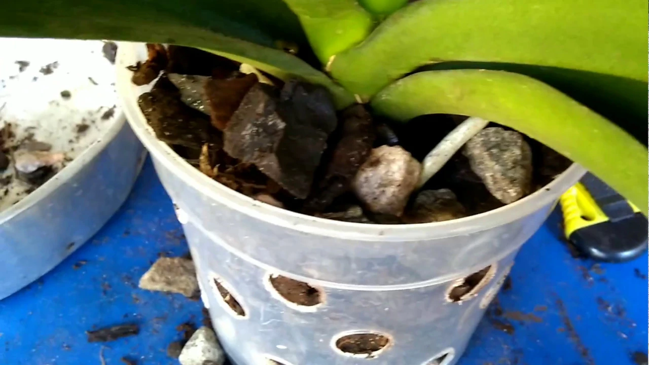 COMO REPLANTAR ORQUÍDEA PHALAENOPSIS