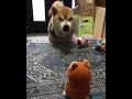 Lagu Shiba barking on a toy