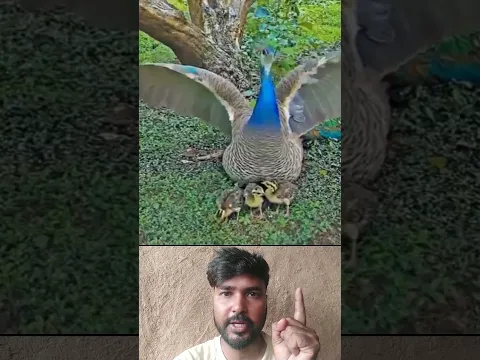 सावन में मोर देखना शुभ होता है #youtubeshorts