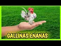 7 DWARF CHICKENS and Bantam Roosters Miniature or Bantam