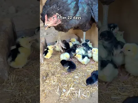 Black hen gave me a big surprise of chicks 🐥 #youtubeshorts