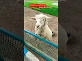 Download Lagu Suara Domba kambing lucu #suarakambing #suaraembe #suaradomba #sheep #suarakambinglucu #dombalucu
