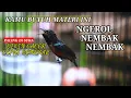 Lagu KONIN GACOR FULL ISIAN TEMBAKAN MANTAP, 100% COCOK BUAT PANCINGAN KOLIBRI NINJA BAHAN AGAR BUNYI !