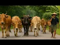 Download Lagu Suara sapi lembu berkeliaran di ladang memanggil kawan untuk pulang ke kandang - Bunyi sapi kampung