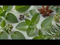 NATURE WELLNESS INDIA COMING SOON A New Era of Natural Wellness