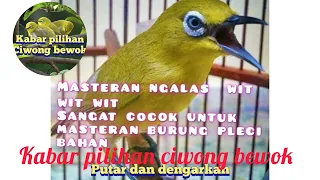 Download masteran pleci juara wit wit, untuk masteran burung pleci bahan, @pilihankabar MP3