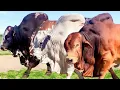 Lagu 50 Huge Bulls of Boran breed | Hurwitz Farming South Africa