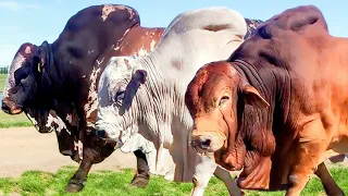 50 Huge Bulls of Boran breed Hurwitz Farming South Africa
