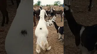  فيديو مهم لمربي الماعز                         دندنها