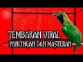 Lagu Masteran cucak ijo full isian menaikan emosi dan tembak an panjang bongkar materi