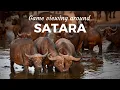 Download Lagu GAME VIEWING around SATARA in the Kruger National Park, South Africa