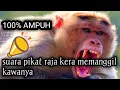 Lagu SUARA PIKAT KERA /MONYET MEMANGGIL TEMANYA