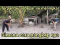 Download Lagu HAT1-HAT1 YANG PUNYA KANDANG TERNAK,WARGA INI SAMPAI MINTA TOLONG UNTUK DI TANGK4P KAN