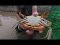 Download Lagu GIANT MUD CRAB Catching – Wild Jungle Survival in Mangroves | Bien Vo Cuc