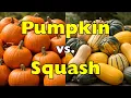Pumpkin vs Squash Are They Actually the Same Thing