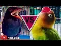 Download Lagu MASTERAN AMPUH!!! : Tengkek Buto VS Lovebird