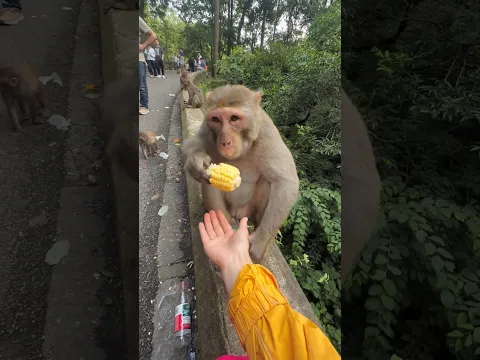 Monkey Bro Is So Stingy Today! 😂🙈 He Won’t Share His Food!