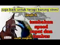 Download Lagu MASTERAN MURAI BATU || speed rapat tajam dan jernih disertai gemricik air