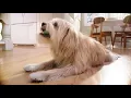 Oravet Commercial