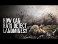 Download Lagu How to Survive a Live Minefield