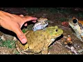 Lagu The Funny Frogs laugh | Catching Frogs are very funny | Boings Frog