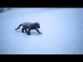 Conan Exiles - where to find Sabretooth tiger kittens