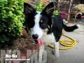 Tale of Mo Episode 10 Going home Border Collie Rescue Texas