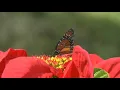 🔴 Relaxing Music 24/7, Peaceful Music, Spa, Meditation Music, Sleep Music, Zen, Study, Calm Music...