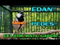 Download Lagu EDAN! PEDES BENER GELATIK BATU GACOR INI