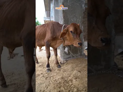 Lumpy Calf Rescue | Crying in pain | Treatment #fyp #shorts #animals #rescue