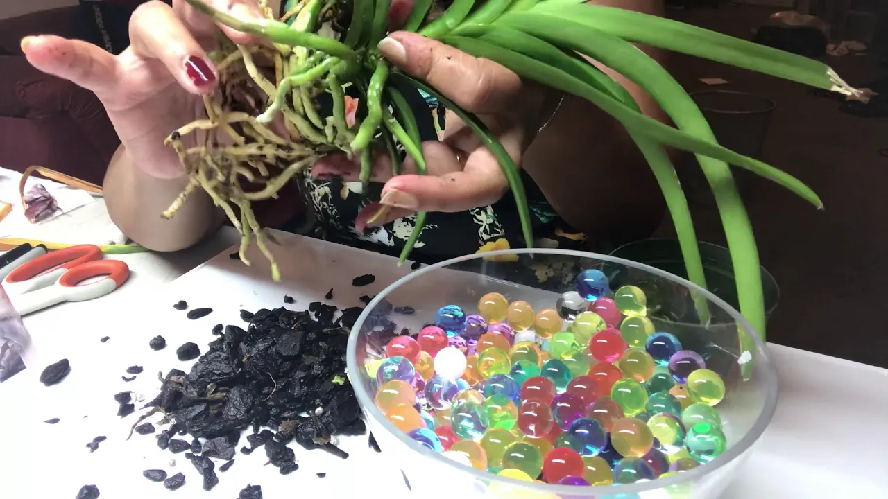 ORBEEZ AND ORCHIDS, GROWING VANDA IN WATER BEADS