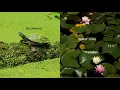 Dig In Wetlands