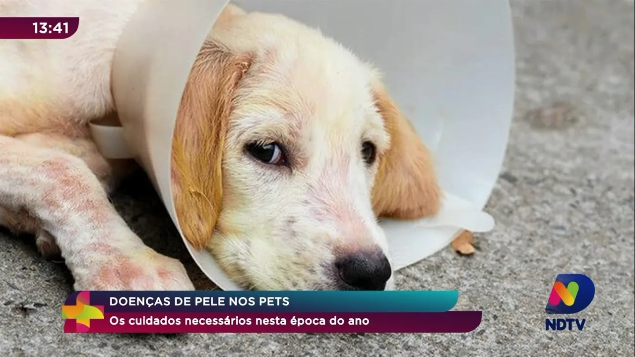 Veja dicas para prevenir doenças de pele nos pets durante o verão