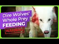 Dire Wolves Feed on Whole Prey for the First Time