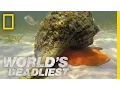 Download Lagu Hermit Crab vs. Conch | World's Deadliest