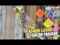 Download Lagu KENARI LIZARD GACOR DURASI PANJANG COCOK BUAT MASTERAN