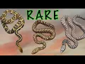 The Coolest Snakes I Own You ve Never Seen These