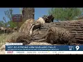 Remembering Strong-Arm Marana s 200-year-old Saguaro has fallen