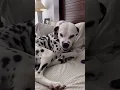 Download Lagu Would you get a Dalmatian?! #dogs #shorts #dalmatiandog