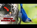 sarang burung rambatan di alam || akhirnya telur burung rambatan menetas juga