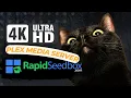 Optimize 4K Streaming with RapidSeedbox and Plex Media Server