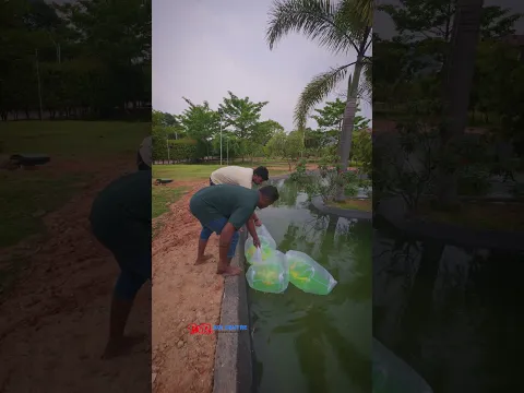 Ended up a new koi pond project with SUMI - 90 RDF and imported koi 🇮🇳🇯🇵 at Nandhi hills, Bangalore