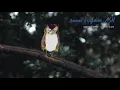 Advice by Cavetown ft Sam Goater Animal Kingdom